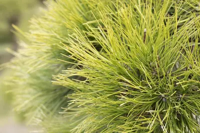 Pinus (Arve) - afbeelding 33