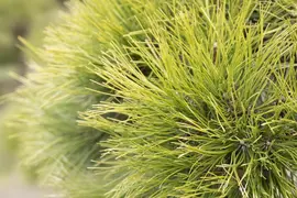 Pinus (Arve) - afbeelding 33