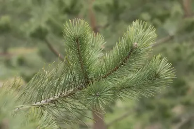 Pinus (Arve) - afbeelding 34