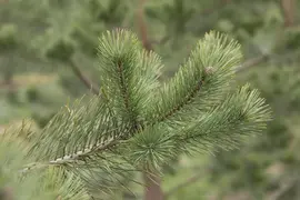 Pinus (Arve) - afbeelding 34