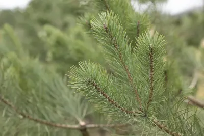 Pinus (Arve) - afbeelding 37