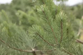 Pinus (Arve) - afbeelding 37