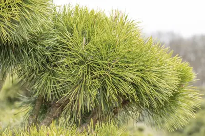 Pinus (Arve) - afbeelding 38