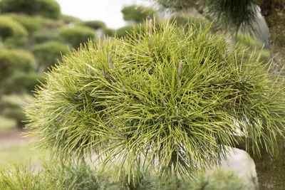 Pinus (Arve) - afbeelding 39