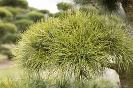 Pinus (Arve) - afbeelding 39