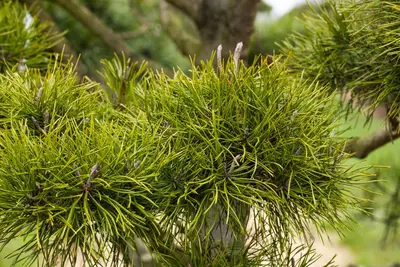Pinus (Arve) - afbeelding 41