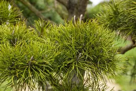 Pinus (Arve) - afbeelding 41