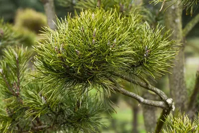 Pinus (Arve) - afbeelding 42