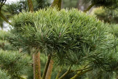 Pinus (Arve) - afbeelding 43