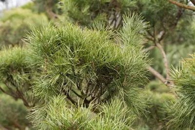 Pinus (Arve) - afbeelding 45