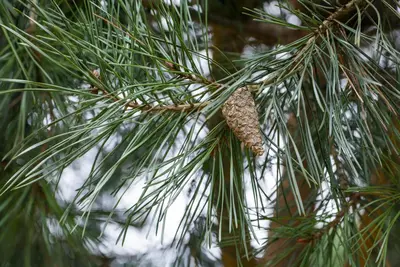 Pinus (Arve) - afbeelding 46