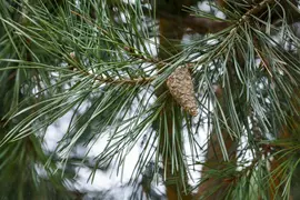 Pinus (Arve) - afbeelding 46