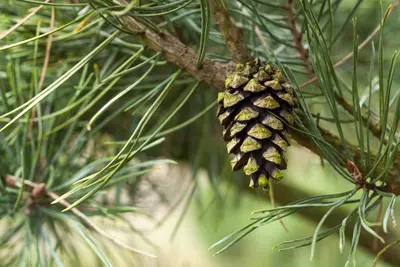 Pinus (Arve) - afbeelding 47