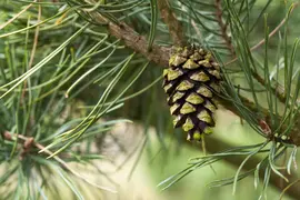 Pinus (Arve) - afbeelding 47