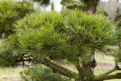 Pinus (Arve) - afbeelding 48