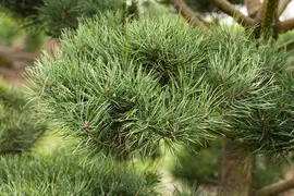 Pinus (Arve) - afbeelding 49