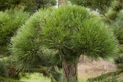 Pinus (Arve) - afbeelding 50