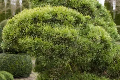 Pinus (Arve) - afbeelding 51