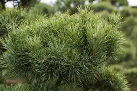 Pinus (Arve) - afbeelding 52
