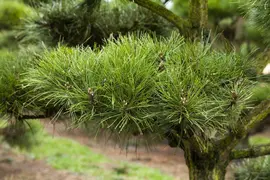 Pinus (Arve) - afbeelding 53