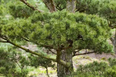 Pinus (Arve) - afbeelding 54