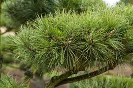 Pinus (Arve) - afbeelding 55