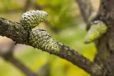 Pinus (Arve) - afbeelding 56
