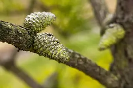 Pinus (Arve) - afbeelding 56