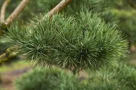 Pinus (Arve) - afbeelding 57