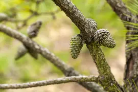 Pinus (Arve) - afbeelding 59