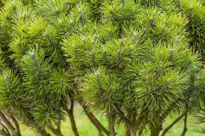 Pinus (Arve) - afbeelding 60