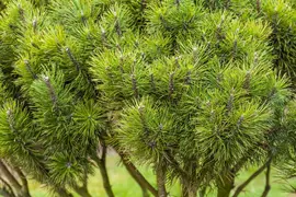 Pinus (Arve) - afbeelding 60