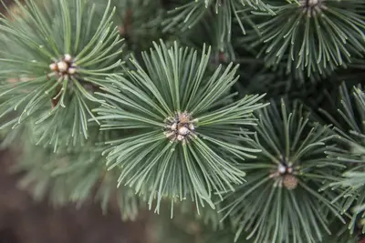 Pinus (Arve) - afbeelding 61