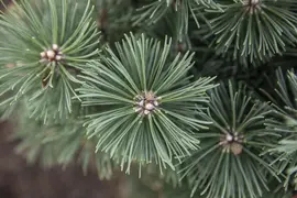 Pinus (Arve) - afbeelding 61