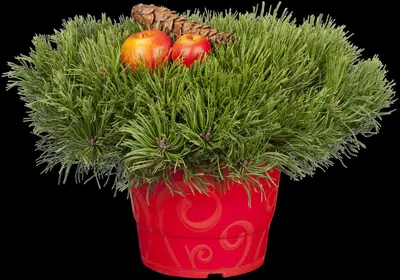 Pinus (Arve) - afbeelding 27