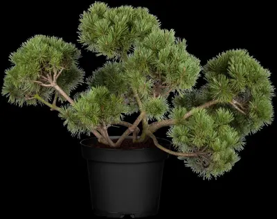 Pinus (Arve) - afbeelding 7
