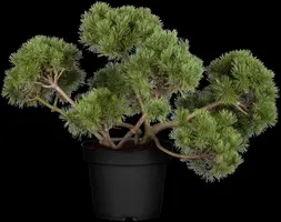 Pinus (Arve) - afbeelding 7