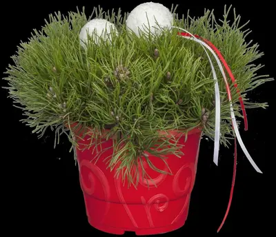 Pinus (Arve) - afbeelding 26