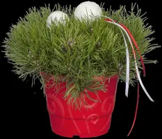 Pinus (Arve) - afbeelding 26