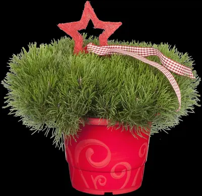 Pinus (Arve) - afbeelding 25