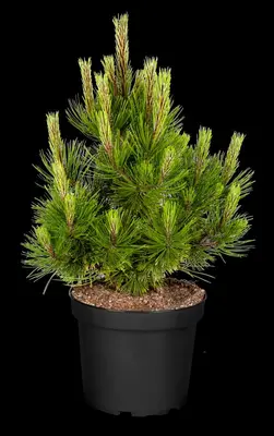 Pinus heldreichii 'Compact Gem' (Japanse witte den 'Compact Gem') - afbeelding 16
