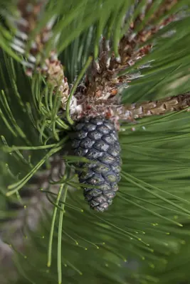 Pinus heldreichii 'Compact Gem' (Japanse witte den 'Compact Gem') - afbeelding 2