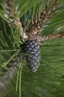 Pinus heldreichii 'Compact Gem' (Japanse witte den 'Compact Gem') - afbeelding 2