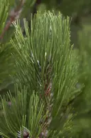 Pinus heldreichii 'Compact Gem' (Japanse witte den 'Compact Gem') - afbeelding 3