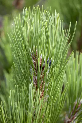 Pinus heldreichii 'Compact Gem' (Japanse witte den 'Compact Gem') - afbeelding 5
