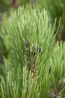 Pinus heldreichii 'Compact Gem' (Japanse witte den 'Compact Gem') - afbeelding 5
