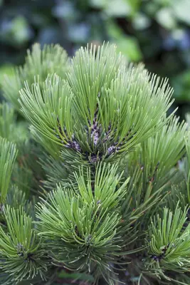 Pinus heldreichii 'Compact Gem' (Japanse witte den 'Compact Gem') - afbeelding 7