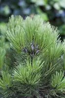 Pinus heldreichii 'Compact Gem' (Japanse witte den 'Compact Gem') - afbeelding 7