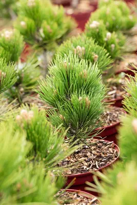 Pinus heldreichii 'Compact Gem' (Japanse witte den 'Compact Gem') - afbeelding 10