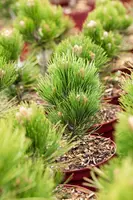 Pinus heldreichii 'Compact Gem' (Japanse witte den 'Compact Gem') - afbeelding 10